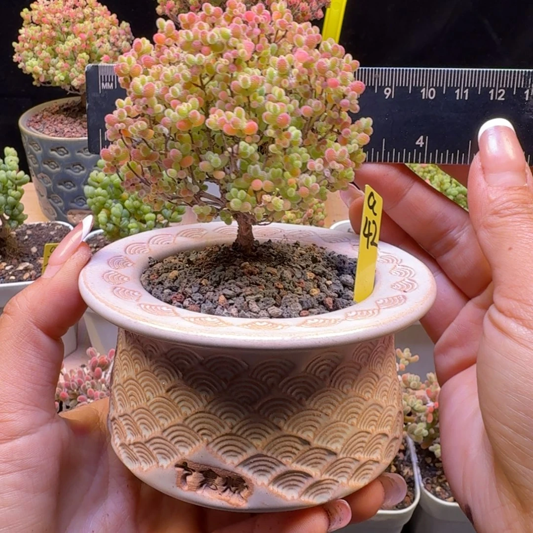 a42号蜜橘冠服7厘米左右带盆发