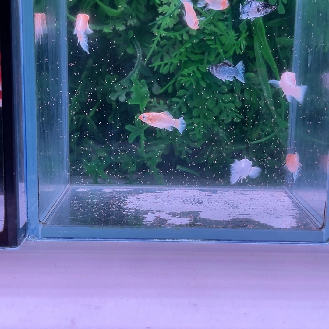 黑玛丽鱼603号玛丽10+2备损