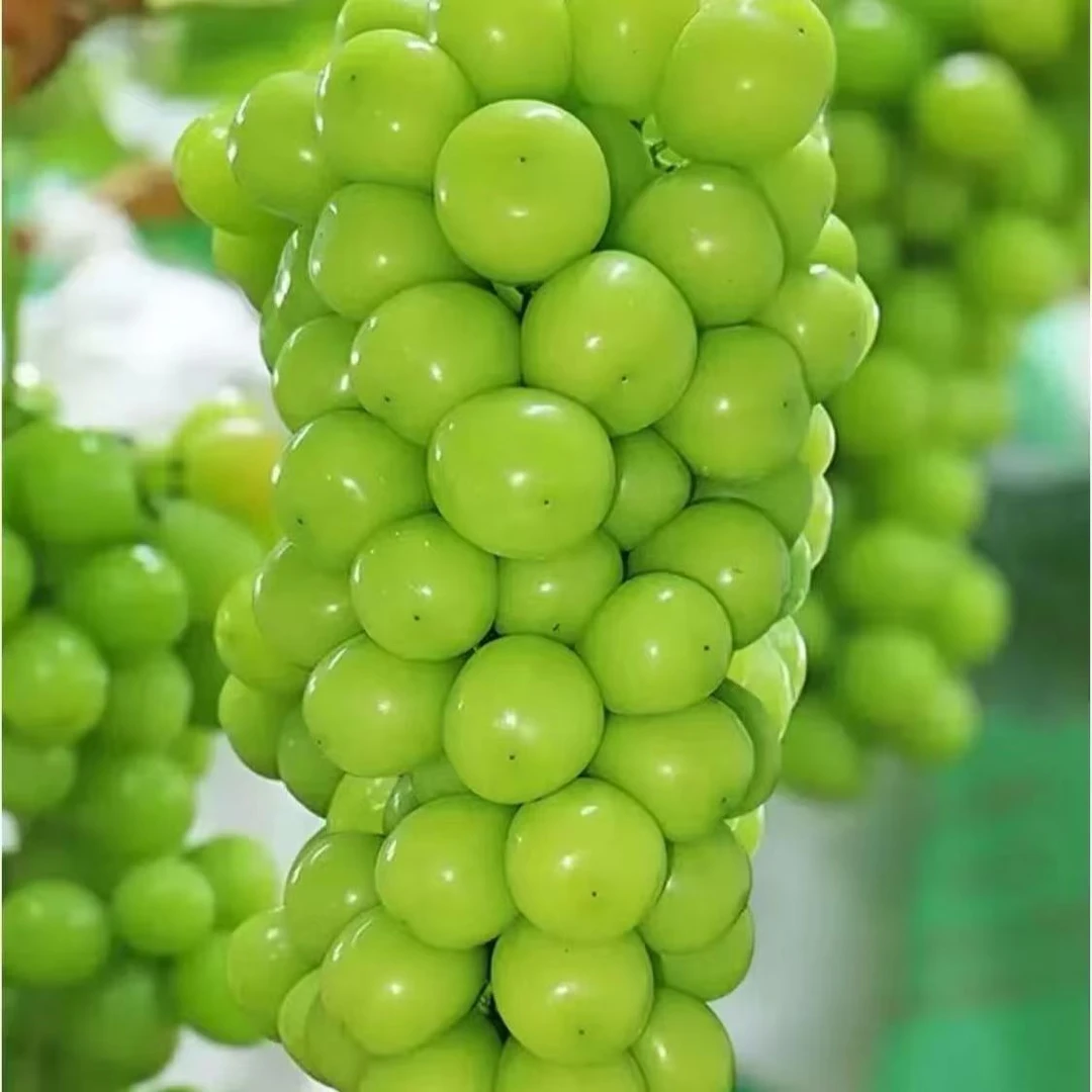 山东【头茬阳光玫瑰】正宗晴王新鲜现摘无核脆甜产地直发