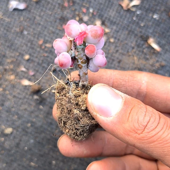 满6元包邮，小果冻乙女老庄