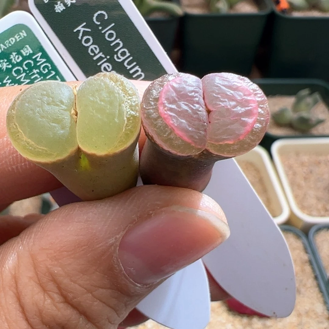 635。 编号风铃两颗 多肉