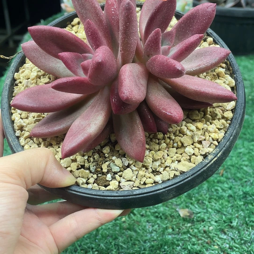 123一物一一拍一拍