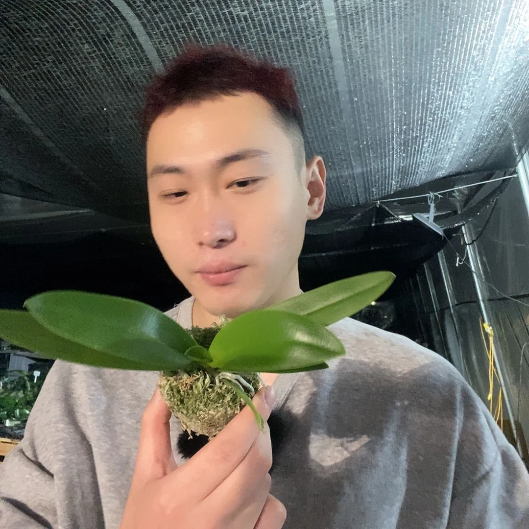 无花朵小慧子蝴蝶兰