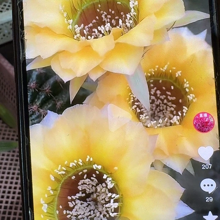 a5喉侧芽3公分丽花仙人球