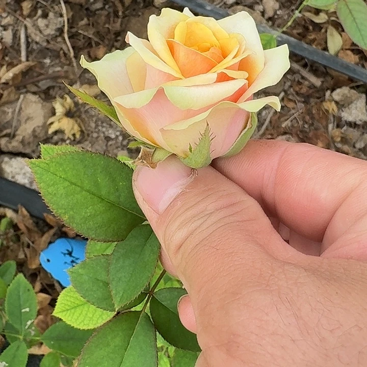 无花朵股息根接小苗