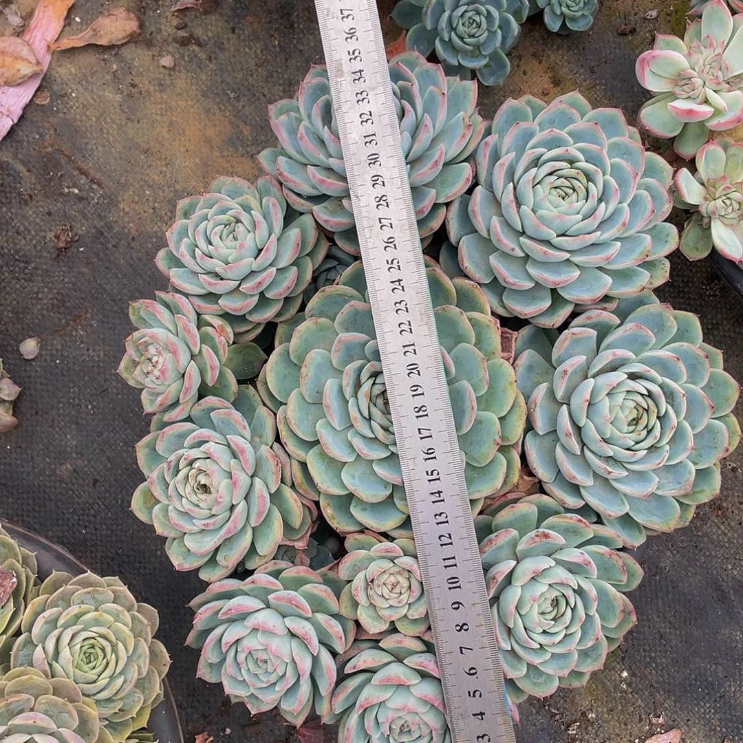 粉水晶48多肉老桩群生