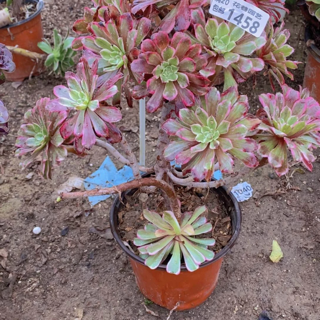 1458 号一物一拍多肉植物