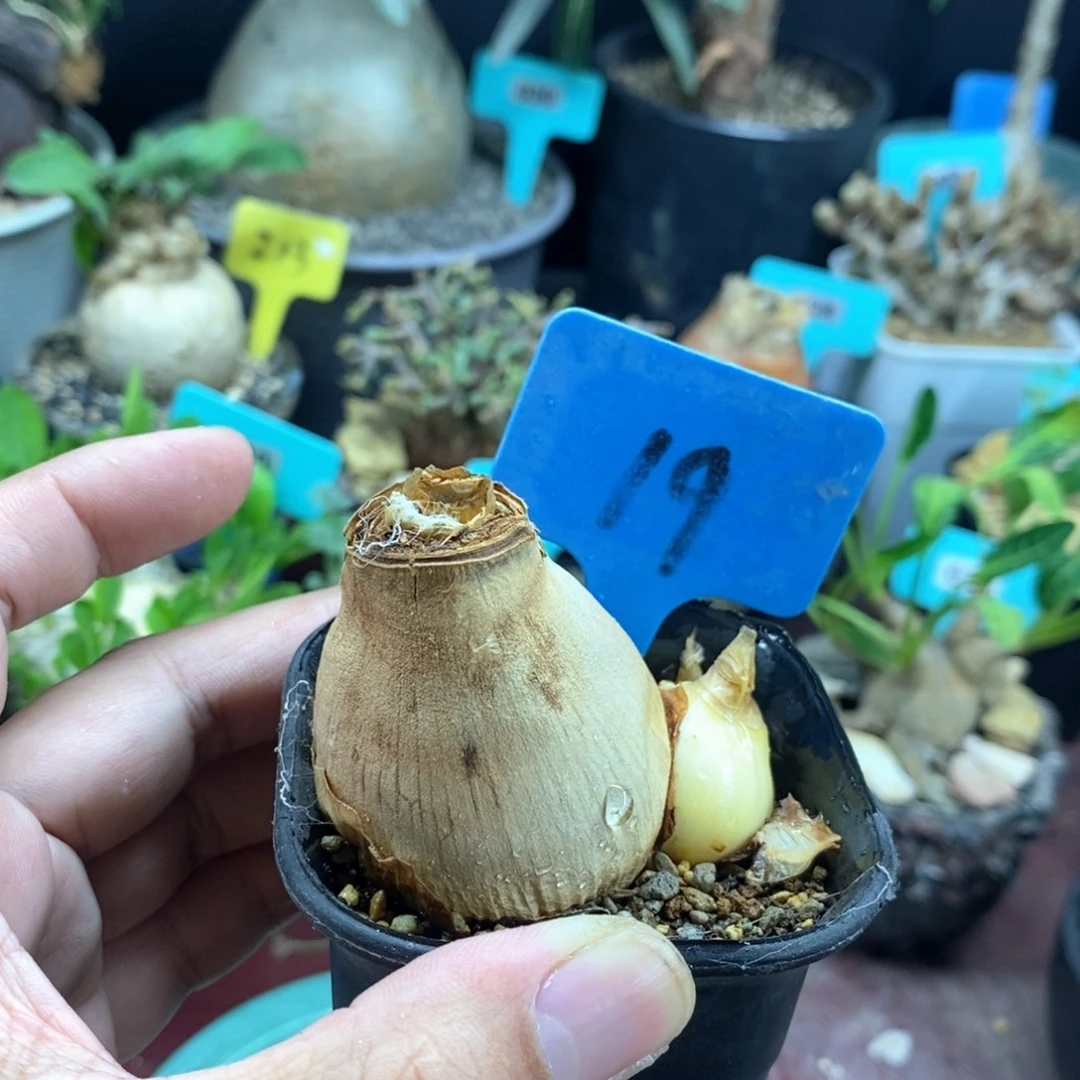 灯台百合多肉植物