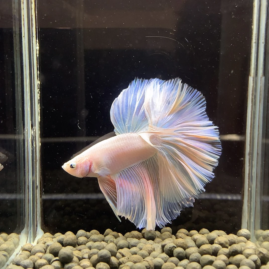 海水鱼七弟泰国斗鱼921