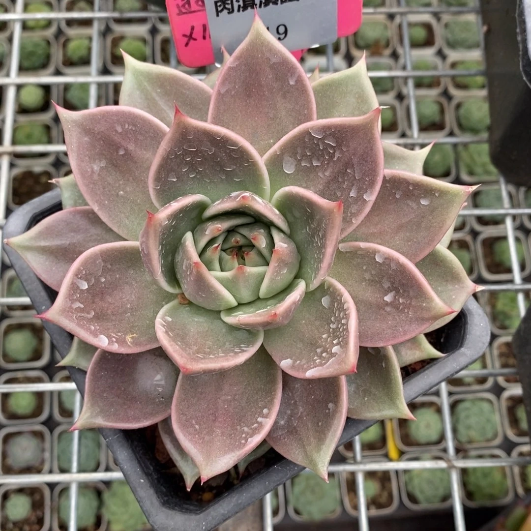 x019-多肉植物 星星