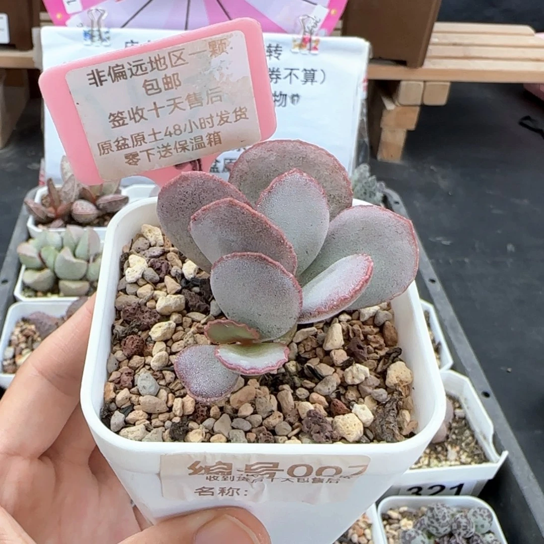 007白安泽多肉植物