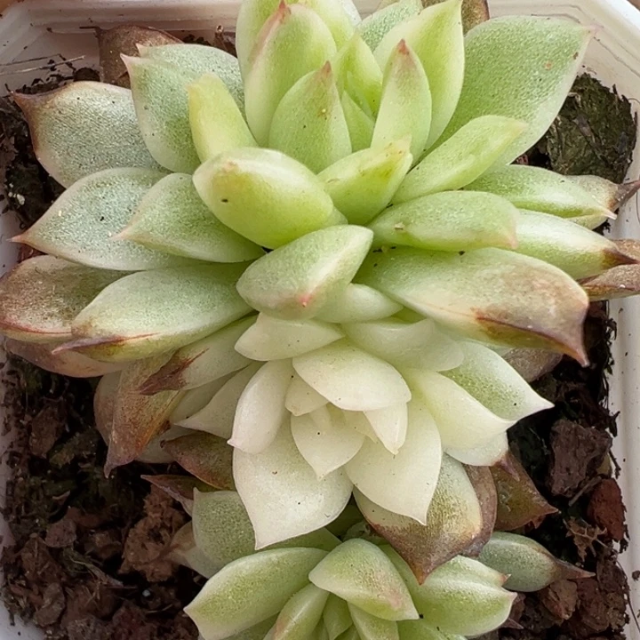 麦秆锦多肉植物2323