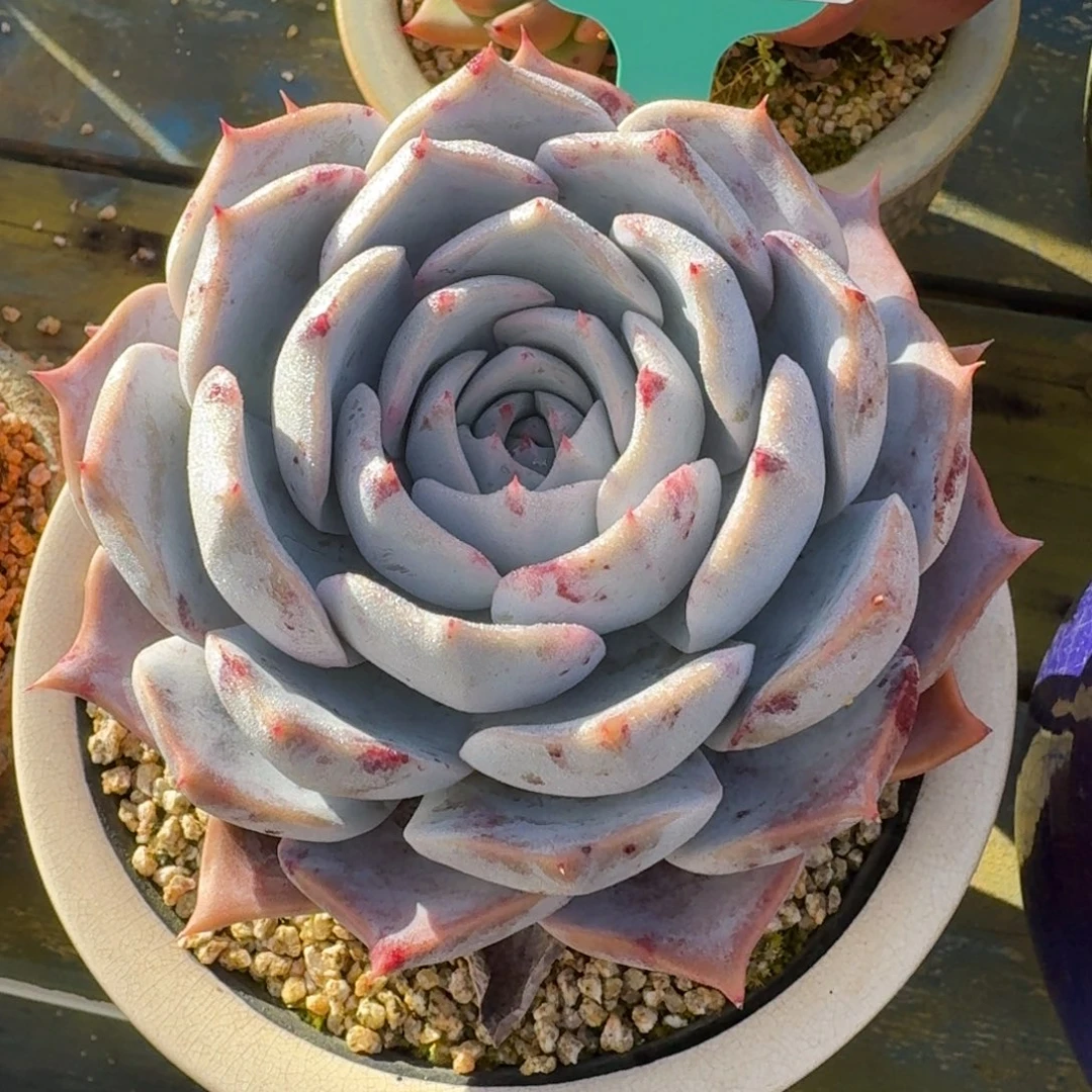 从前慢多肉精选编号1205.22