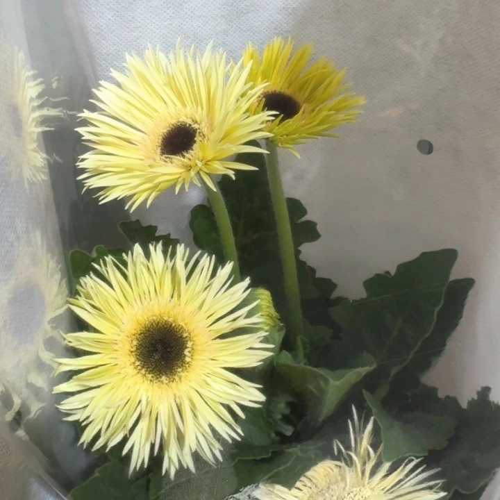 原盆原土一加仑非洲菊雪山