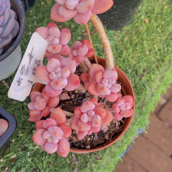 健健康康平平安安