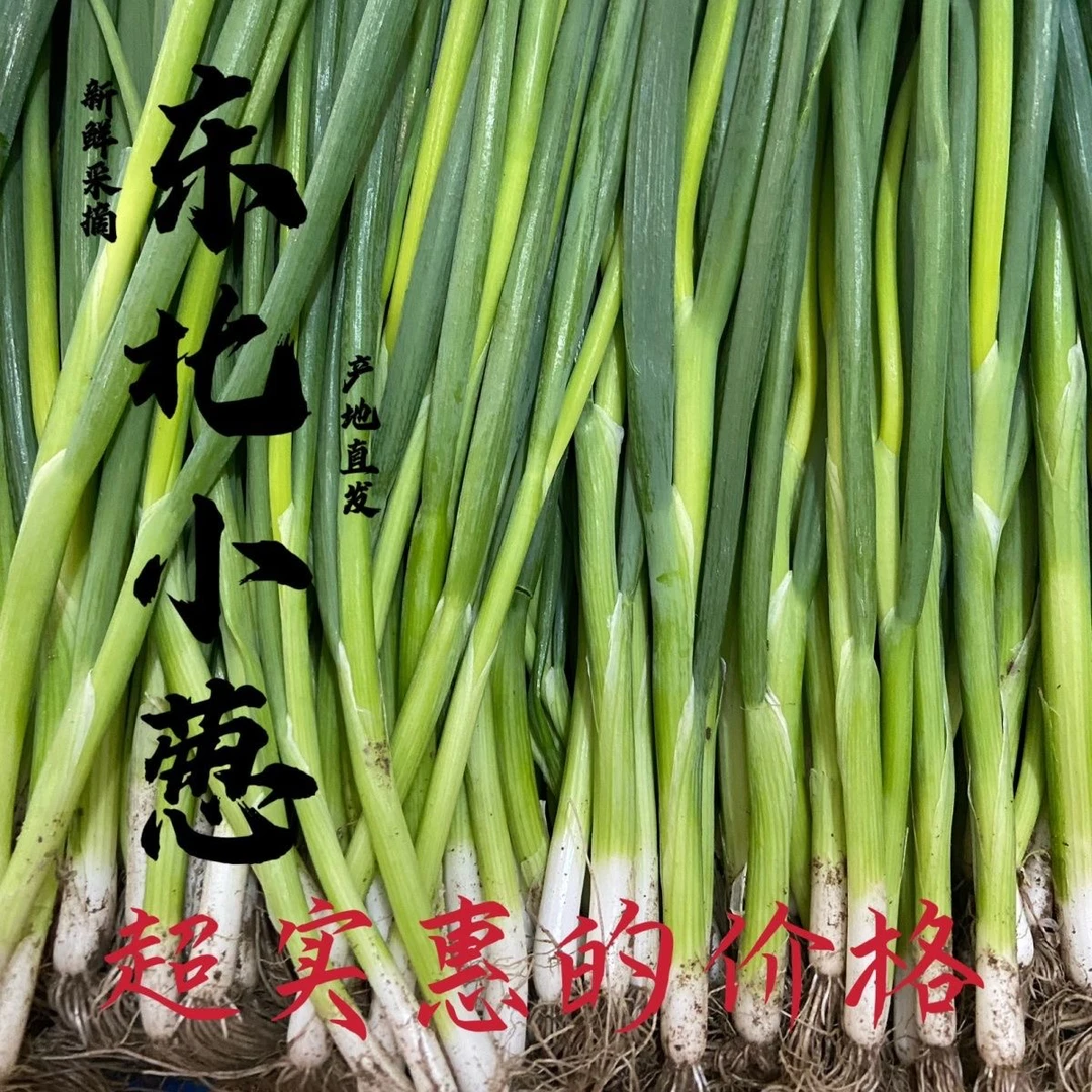 东北小葱东北小香葱东北蘸酱菜包邮