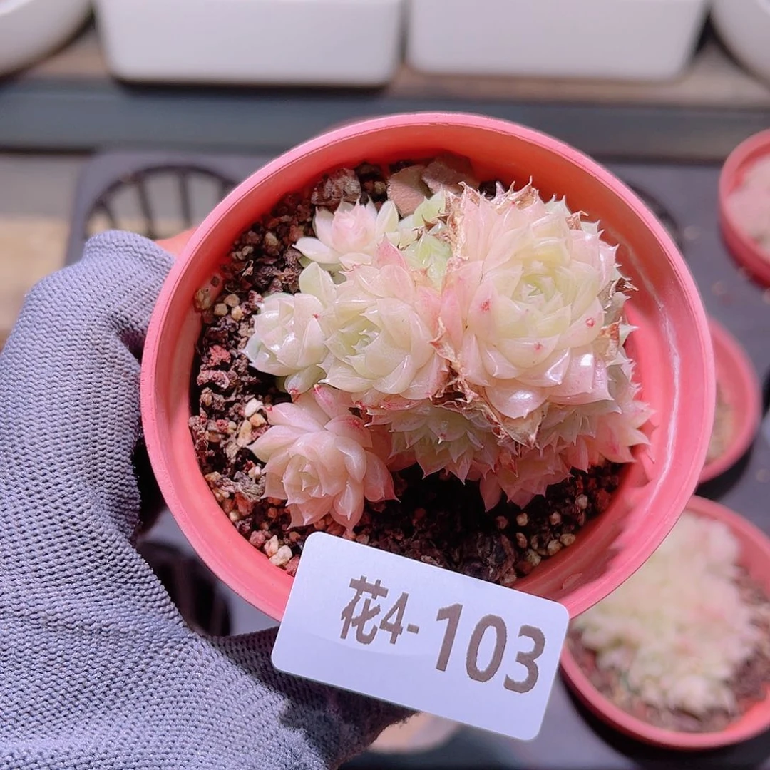 花04-103麦秆群生