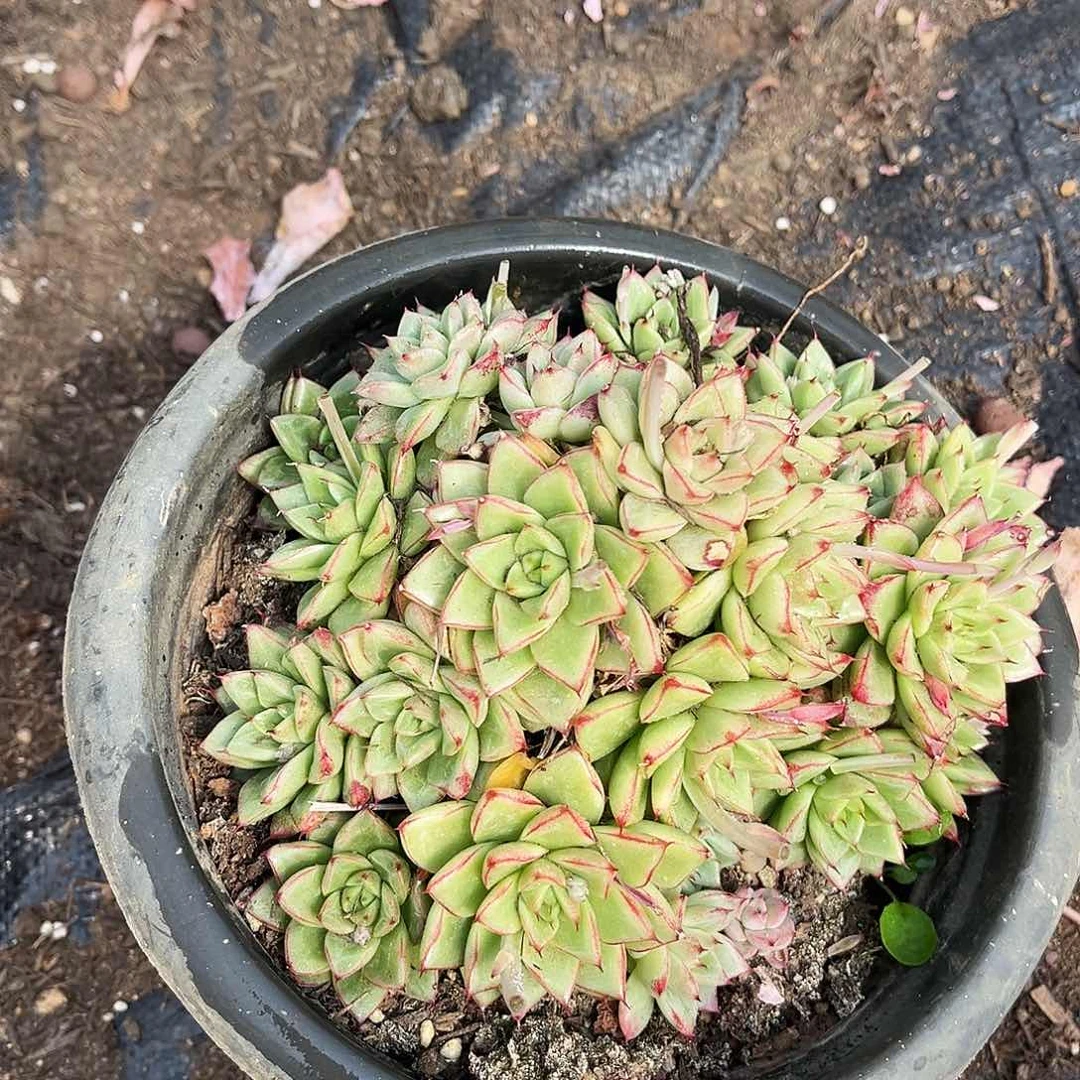 无名多肉10多肉植物