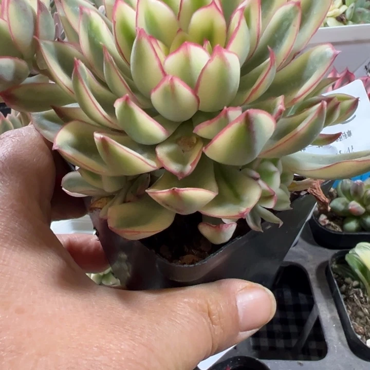 红花女王锦多肉植物2477