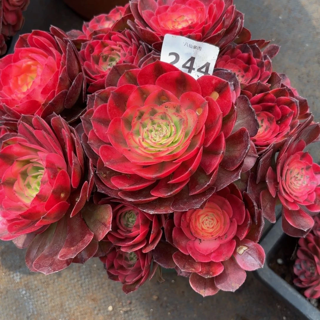 玉*?244多肉植物荔枝