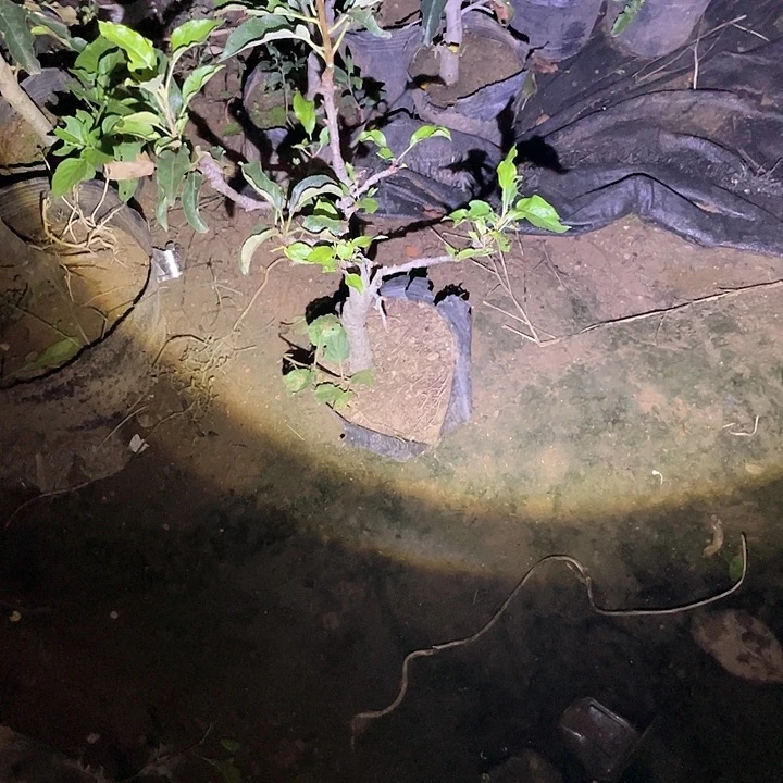 鸡心果一物一拍盆栽