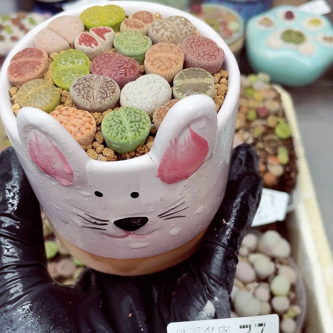 生石花满18包邮0916-77