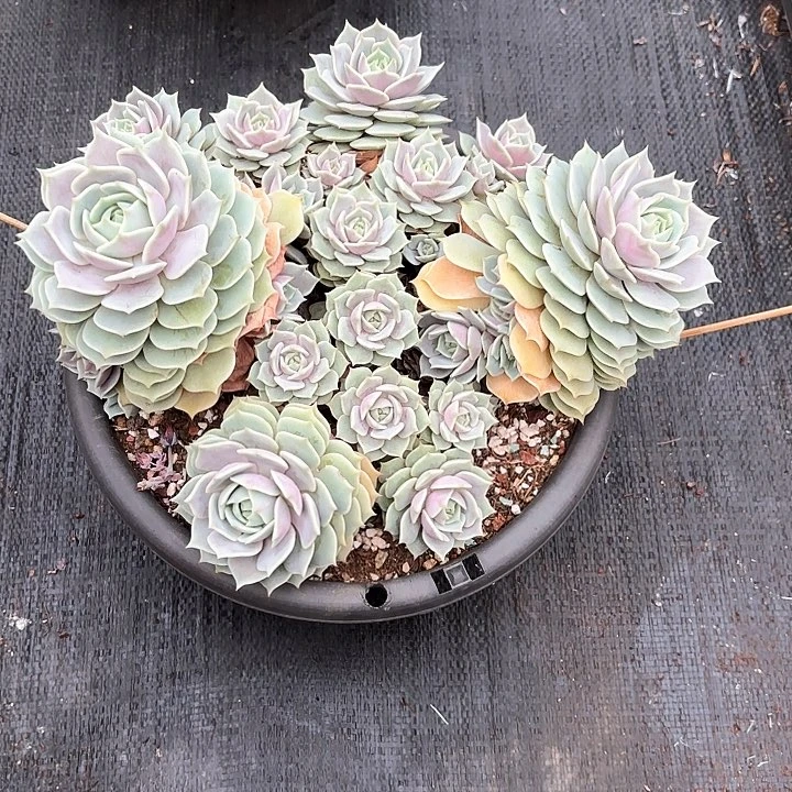 陌***℃多肉植物，露娜莲