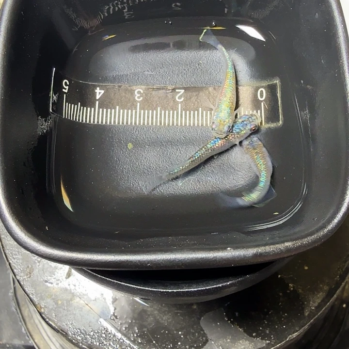 青鳉鱼14号拍品海王星