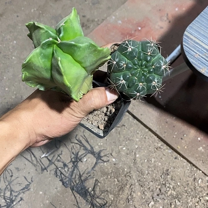 冰***式组合2棵实生脱土发货