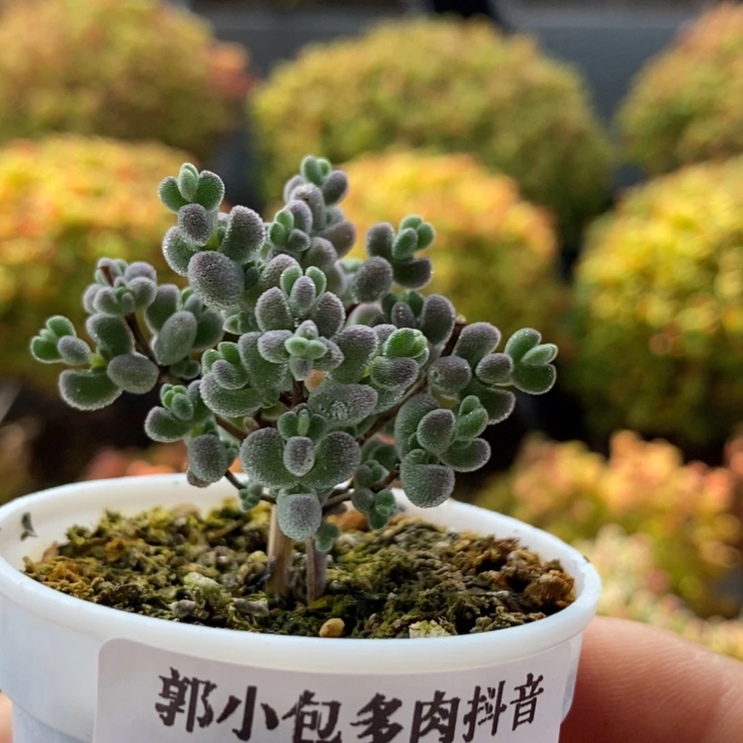 实生莱斯1243枝干番杏