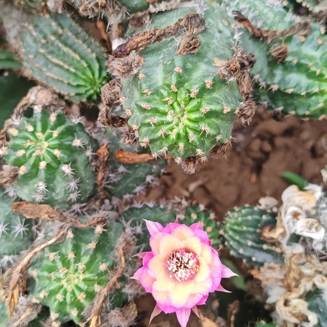 丽花极光大侧芽福6*9厘米左右