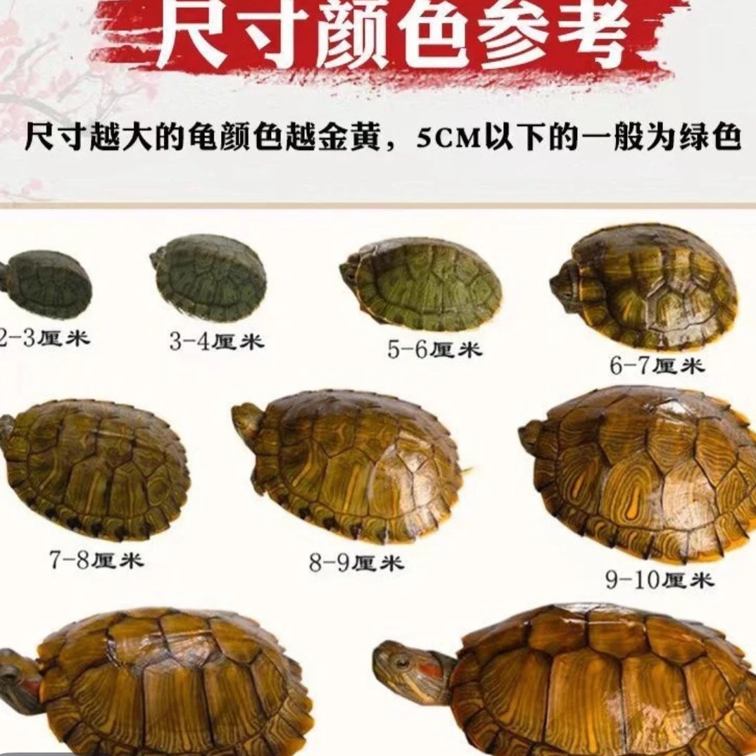 龟招财龟活体宠物观赏龟适合家养