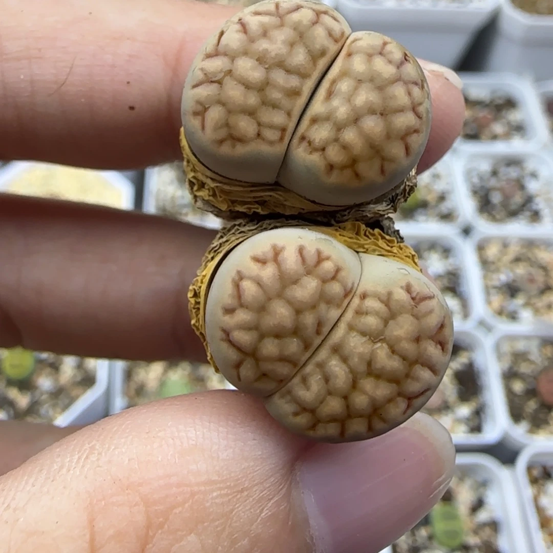 534双头清框福利30包邮