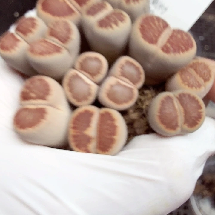 这个我都看出来有个好评可以拿044