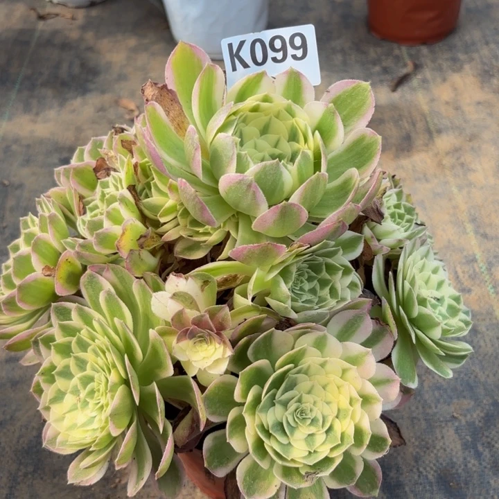 瑞妈多肉植物， 099海鲜