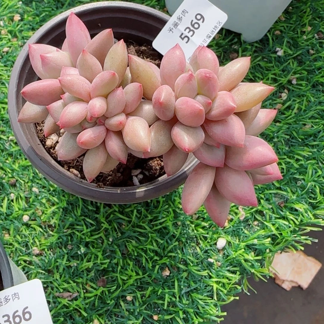 桃花源缀化，5369