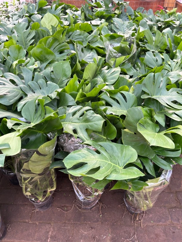 180大盆龟背竹盆栽