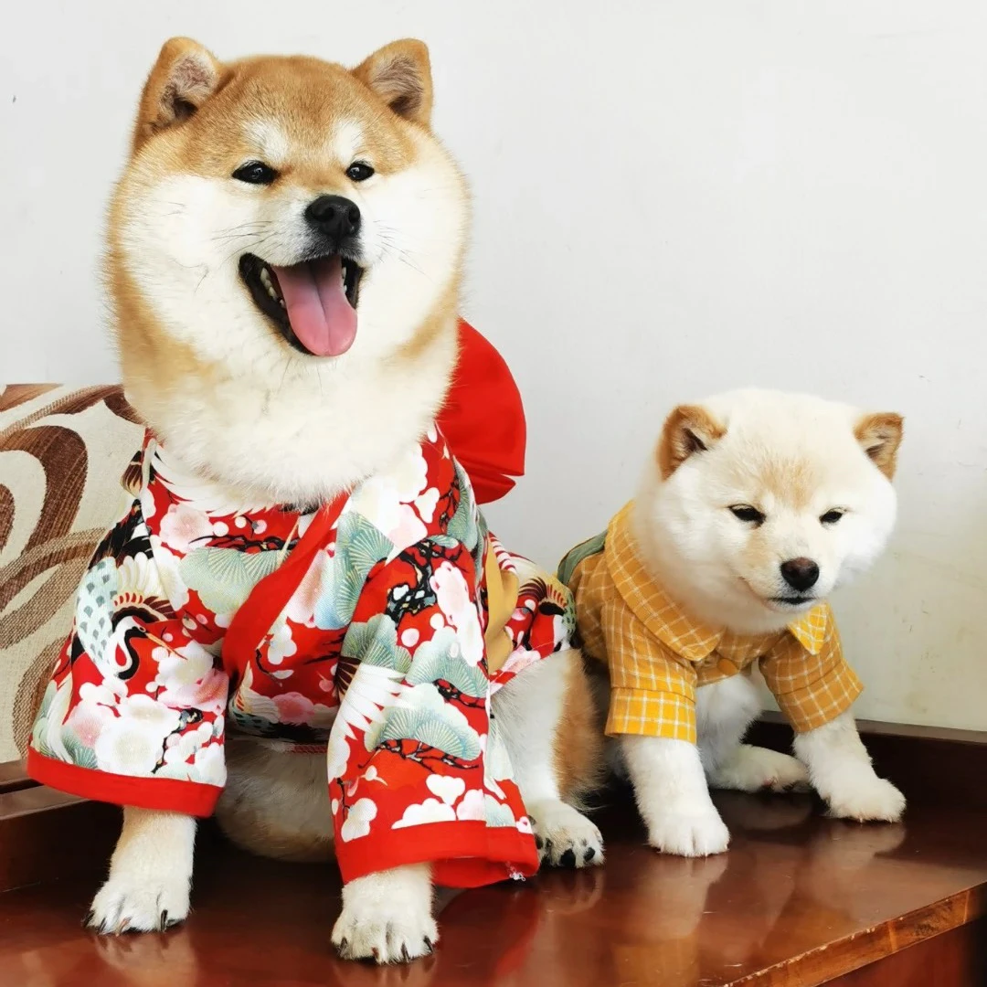 铁狮子柴犬活体链接-定金（详询）
