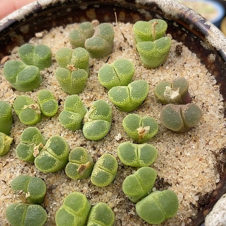 双头绿眼睛风铃一颗