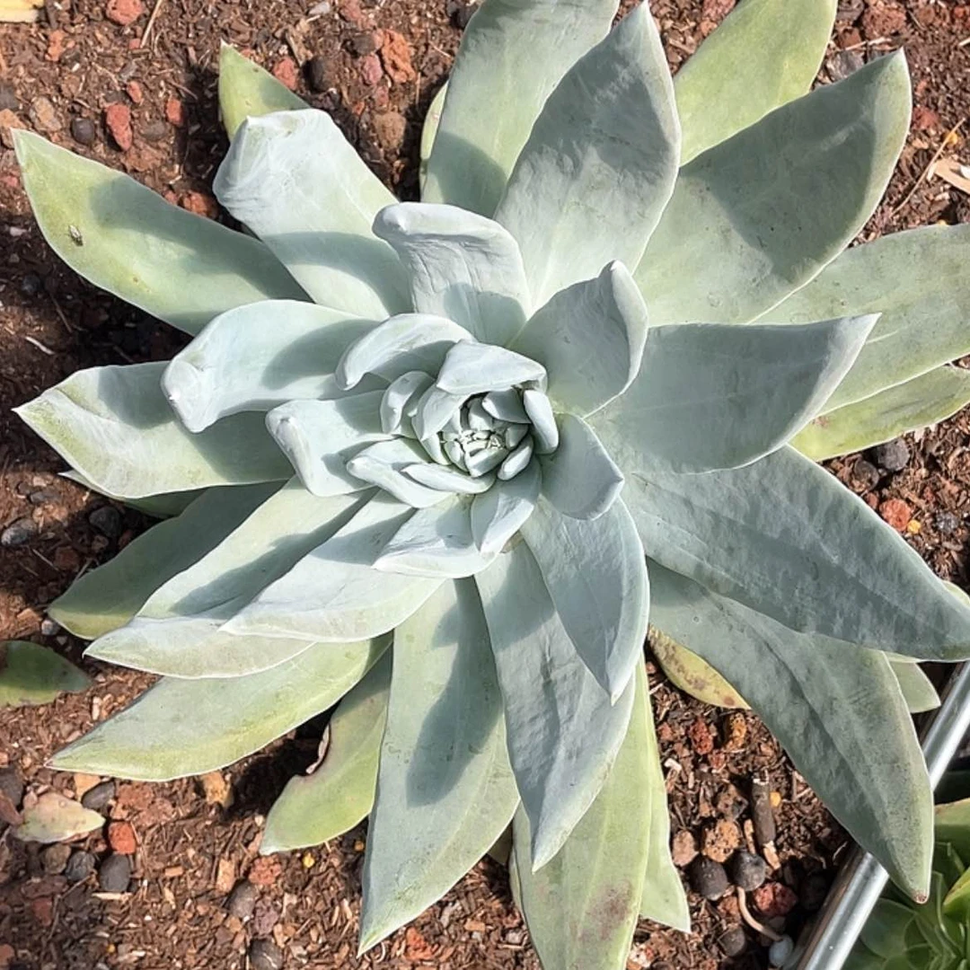 【闪购商品】帕翠大宽叶双头