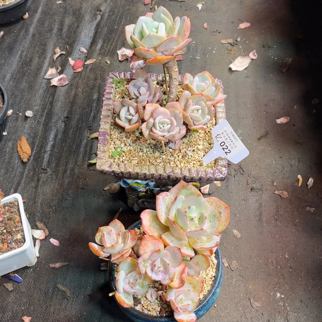 两颗凤多肉植物guonvnvnn