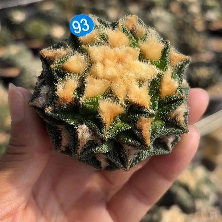 袖蒲苗接落地仙人球93