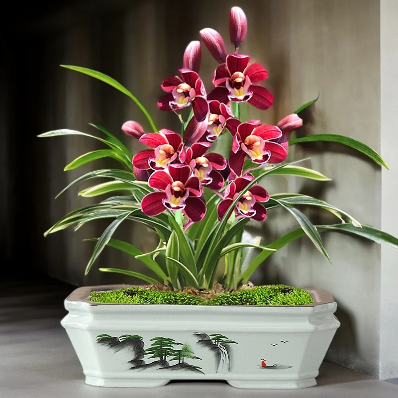 中国风陶瓷长方形花盆紫砂胎兰花菖蒲花卉绿植盆栽多肉盆景小盆器