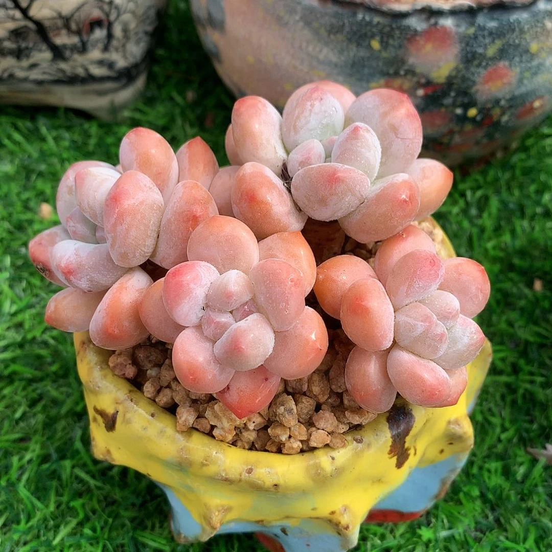香水9公分一物一拍