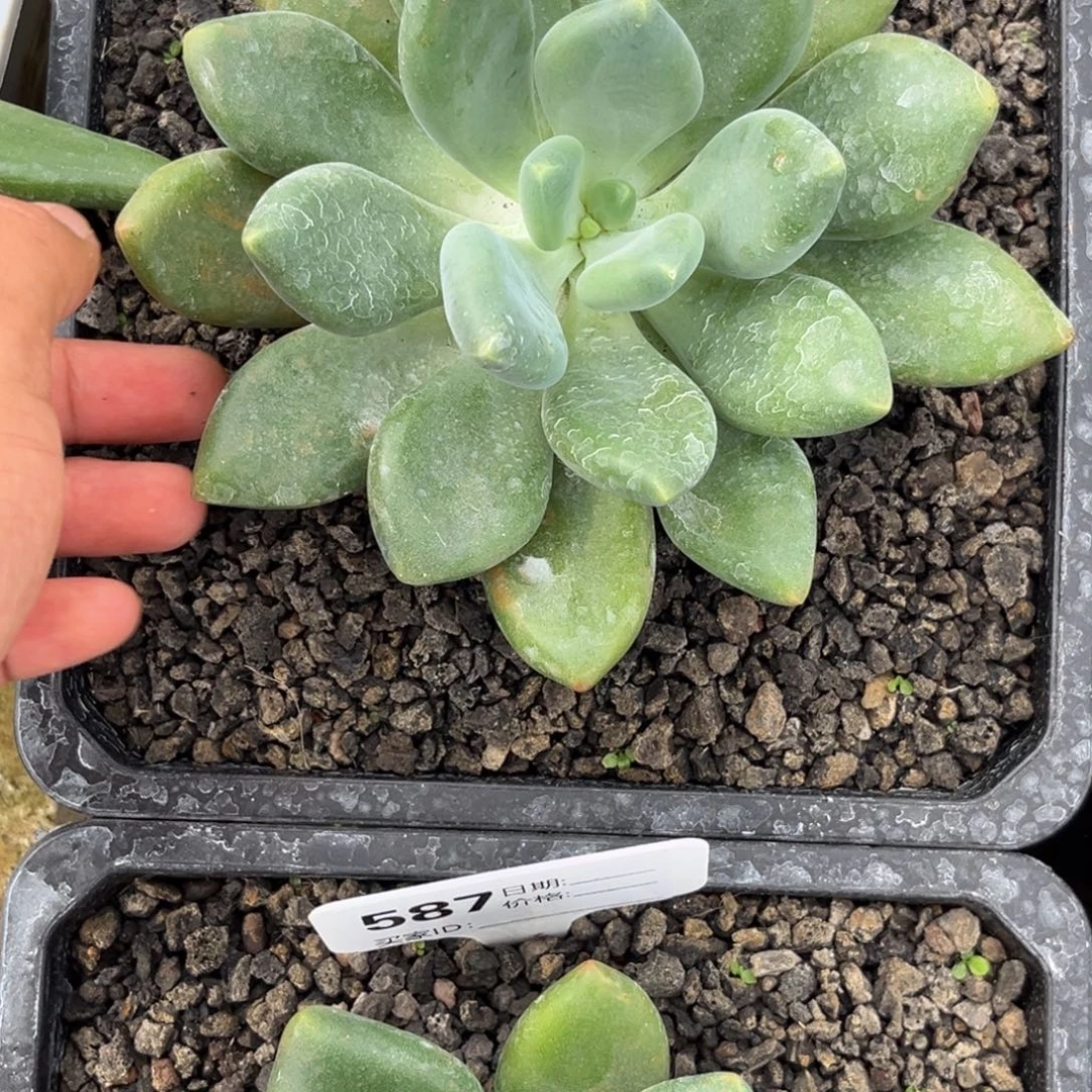 x系单头多肉植物号