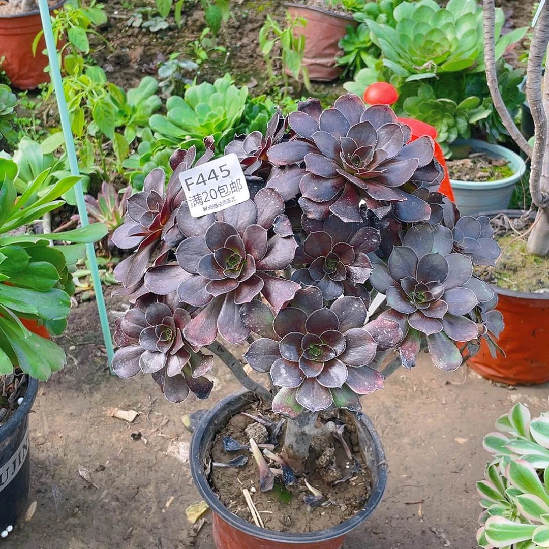 445炫彩原叶多肉有伤