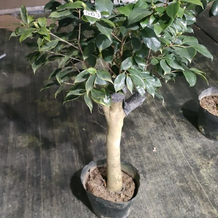 用****0563五塞，原盆原土发货，不包邮