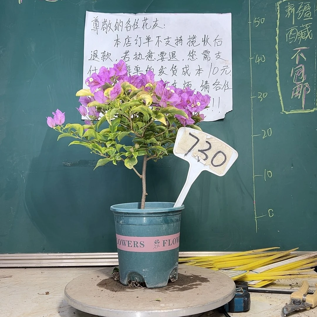 当前无花栽培后可以开花金边浅紫 730