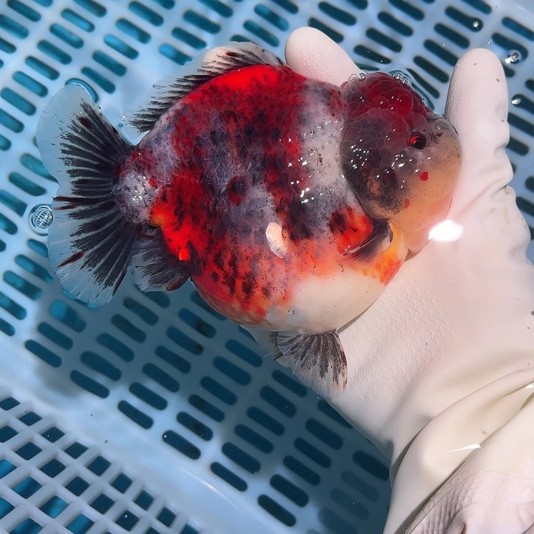 金鱼金鱼588425458