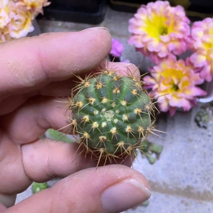 500丽花10个品种无根侧牙小2公分左右